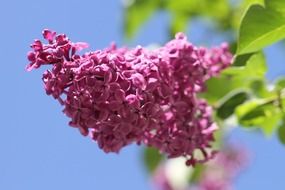 lilac ornamental shrub flowers