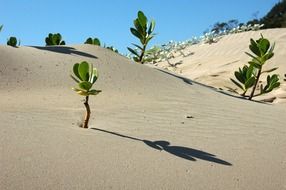 green succulents in dry desert