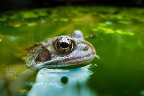 close-up toad in water