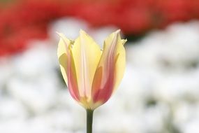 Macro photo of the beautiful colorful tulip flower in the spring
