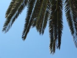 palm branches against the blue sky