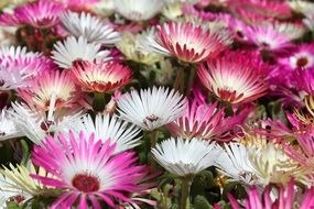 livingstone daisy