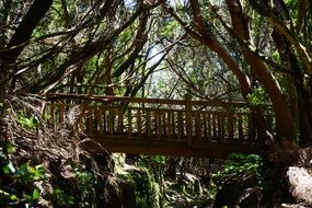 landscape of wooden bridge in forest