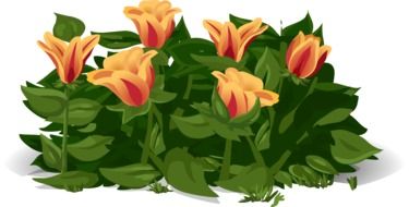 drawing of orange tulips