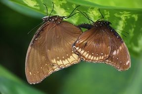 two elymnias on a branch