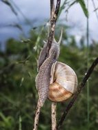 snail on the stem of a plant close up