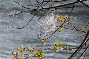 cobweb in the branches of a tree on the background of water