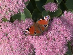 stunningly beautiful peacock butterfly