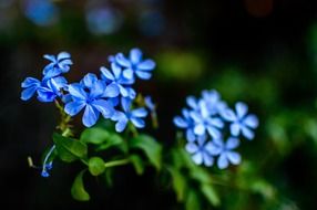 blue small flowers macro photo