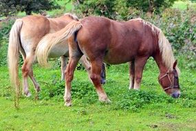 brown horses graze