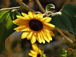 yellow sunflower with seeds