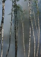 tall trees in the smoke from the fire