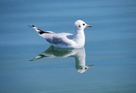 white seagull swims in the water