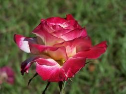 rose withers