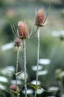 Dipsacus fullonum, wild teasel