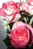 white pink roses in a vase