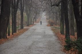 alley in the park in autumn