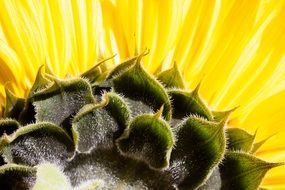 bright helianthus annuus