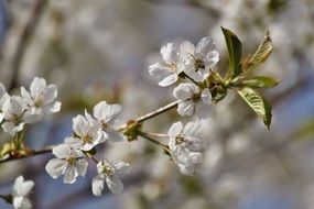 White cherry blossoms in awakening spring