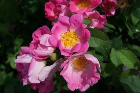 many buds on the wild rose bush