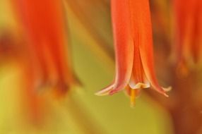 orange bell shaped flowers