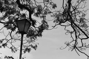 street lamp among tree branches in winter