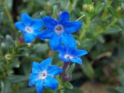 Closeup of the blue flowers