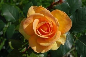 pale orange rose on a green bush