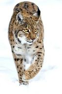 lynx walks on the white snow