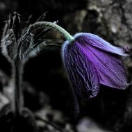 delightful spring flower