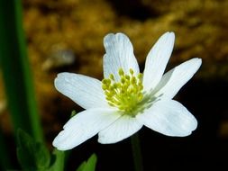 Spring white flower closeup
