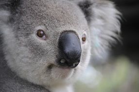 koala nature