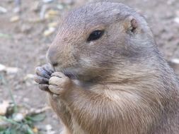 cute gray prairie dog eats