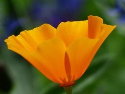 Bright yellow poppy