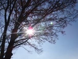 Sunbeam through the tree in summer