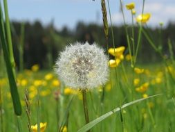 dandelion among buttercups