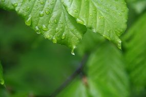 raindrops on a fresh green leaf
