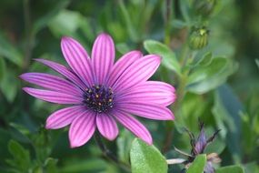 violent marguerite blossomed petal