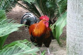 big rooster among green plants