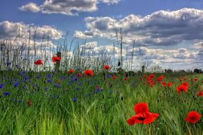 nature poppy brandenburg germany
