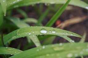 grass raindrops