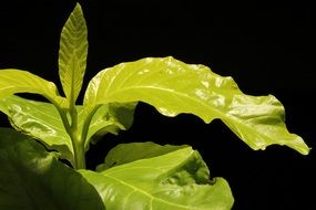 closeup photo of plant with green leaves in black background