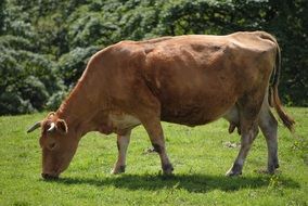 brown cow on green grass on a sunny day