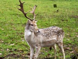 photo fallow deer on nature