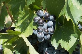 winegrowing in the sun