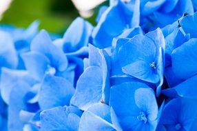 tender blue hydrangea flowers