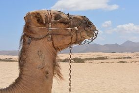 Photo of camel in a desert on a sunny day