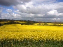 a field of yellow flowers