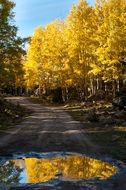 yellow autumn nature color reflection view