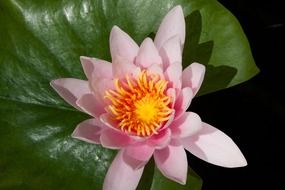 unusual beauty water lily flower
